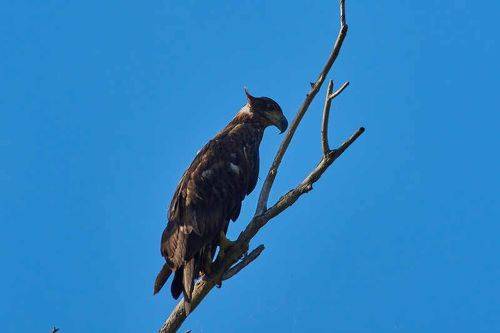 Haliaeetus albicilla