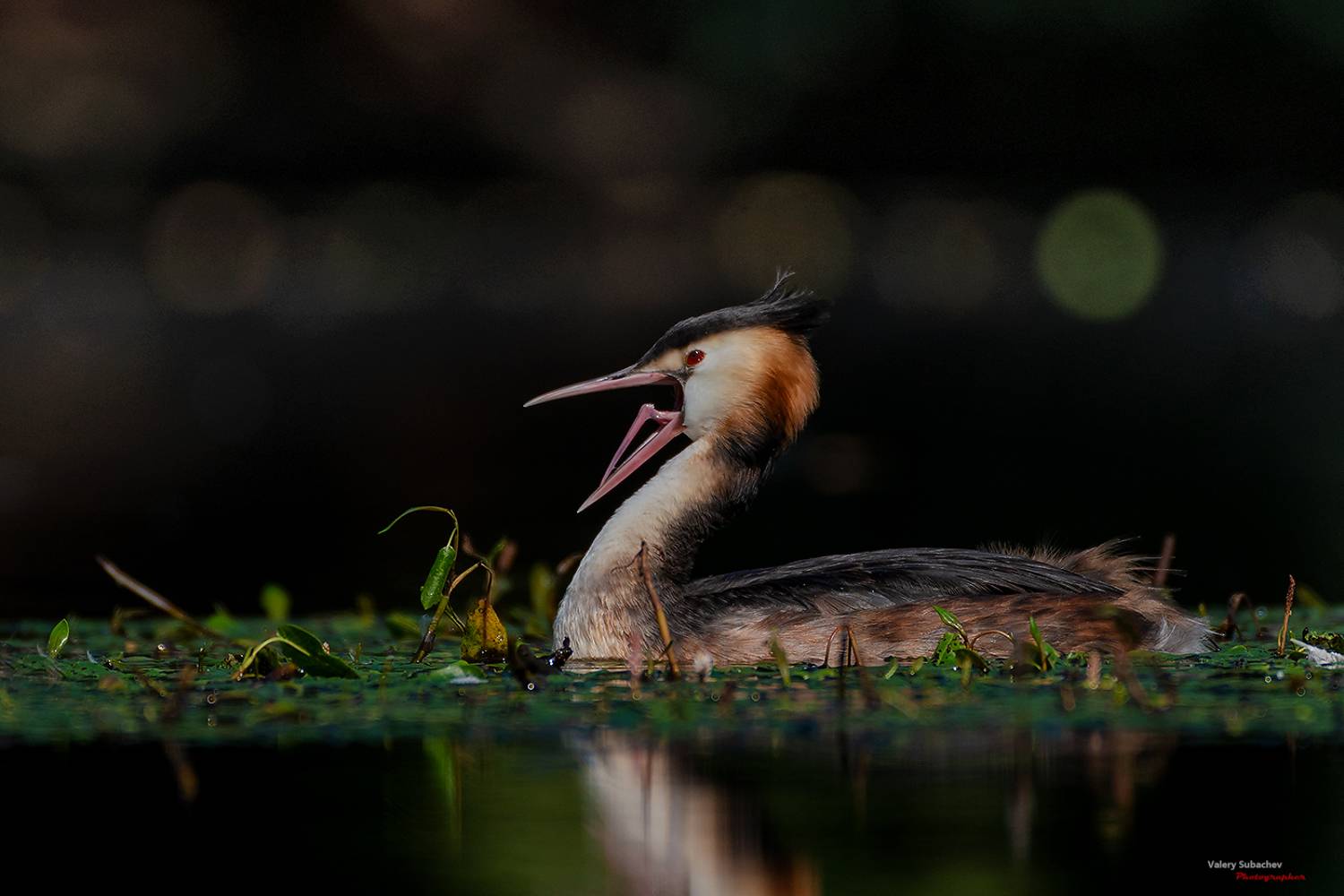 , Валерий Субачев