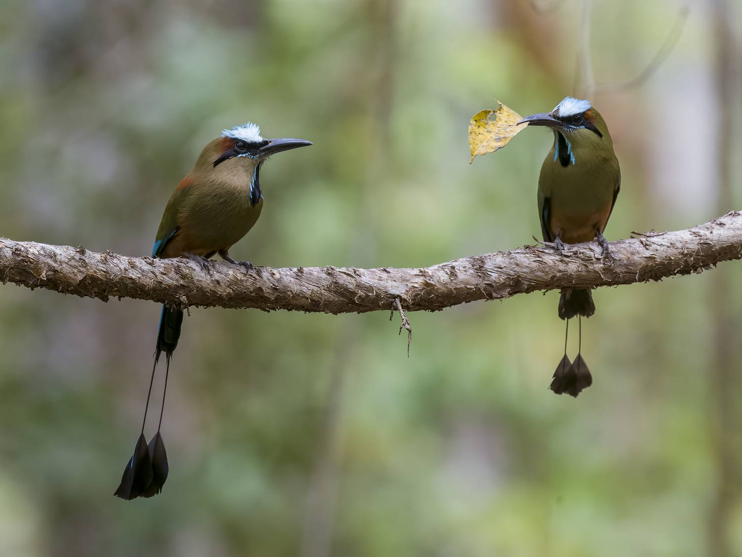 , Burgalin Sequeira Fernando