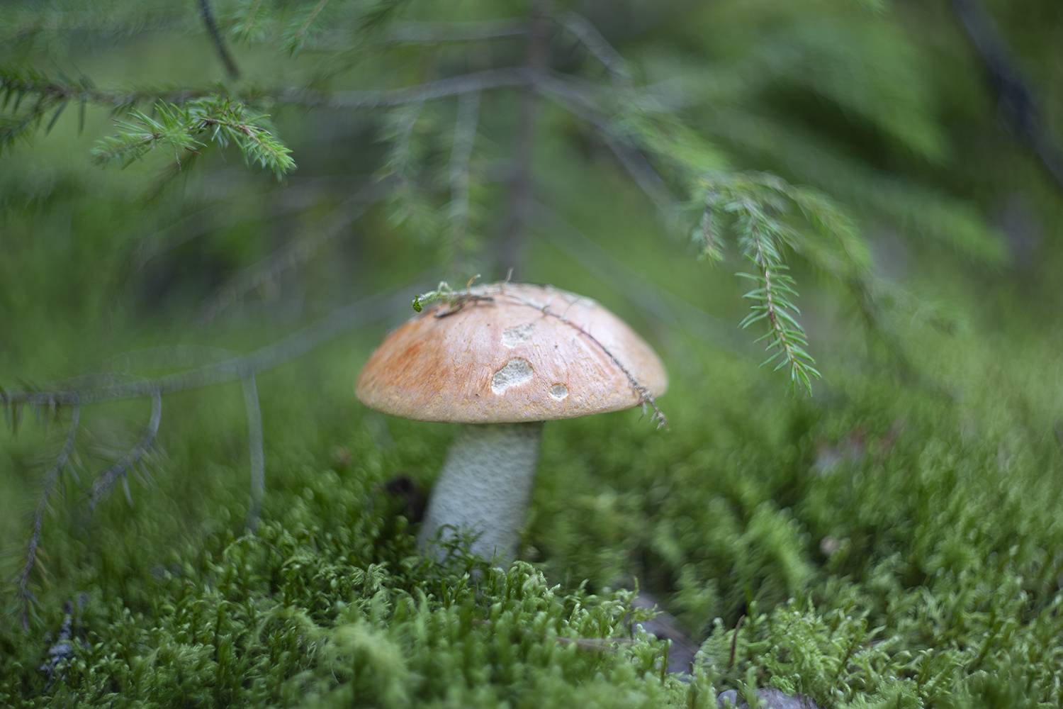 гелиос, гриб, лес, подосиновик, Наталия Колтакова