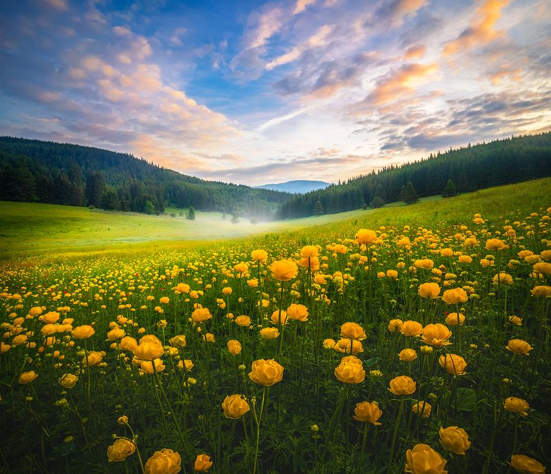 Summer morning / Летнее утро