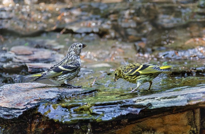 птица, чиж, водопой, ручей, Чижи.. фото превью