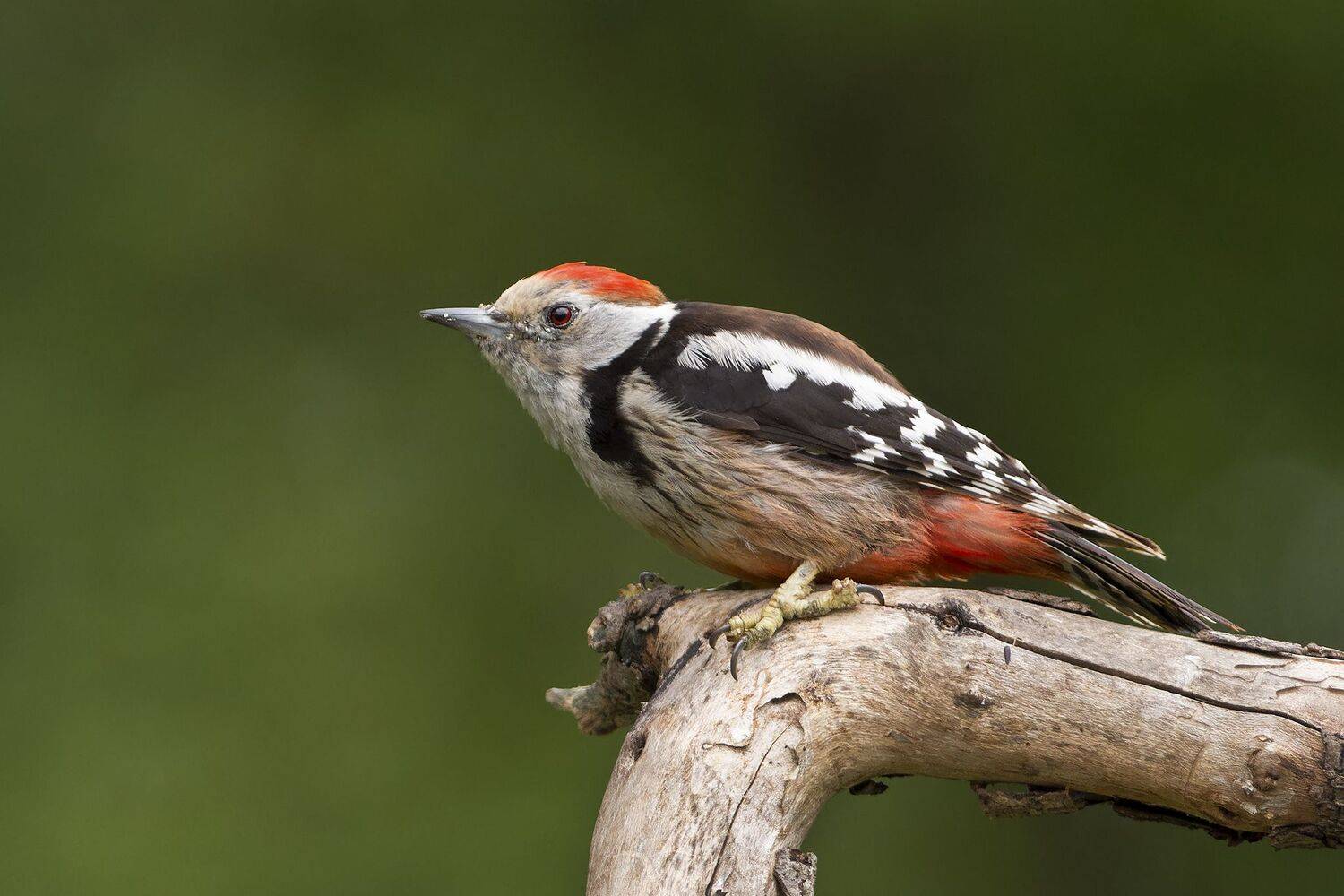 , Евгени Стефанов