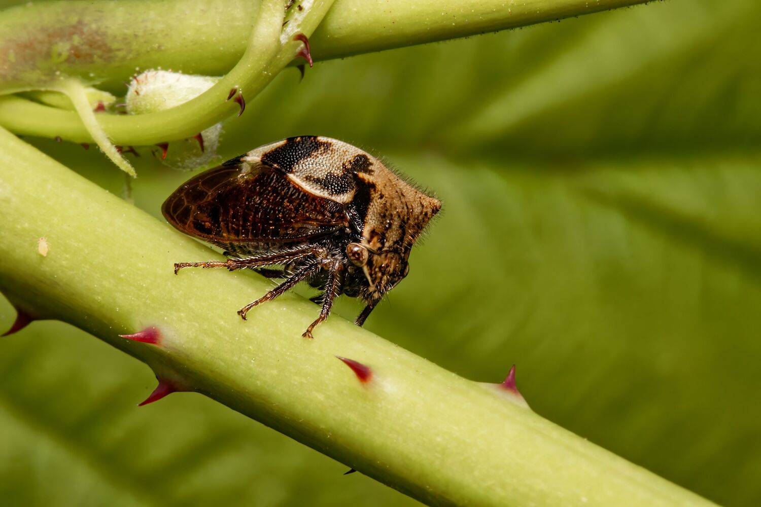 insect, insectphoto, insectimage, insectmacro, insectlovers, macrophoto, macrophotography, enthomology, nature,, Stephane