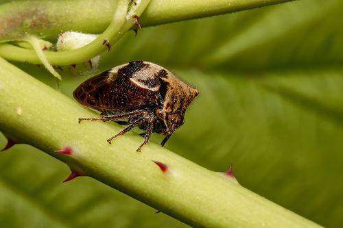 Two-Horned Treehopper