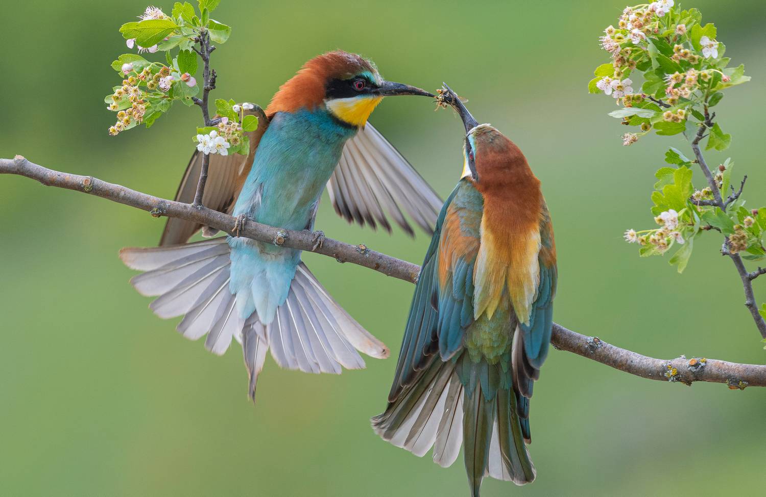 птицы, щурки, фотоохота, природа, весна, лето, Сигушин Руслан