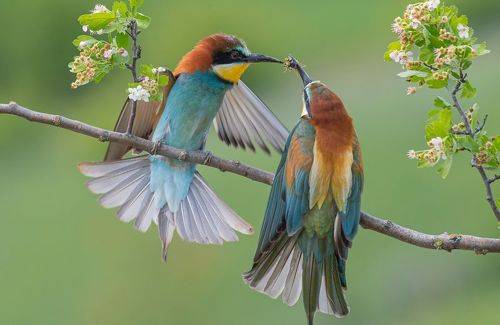 Трепеща от любви