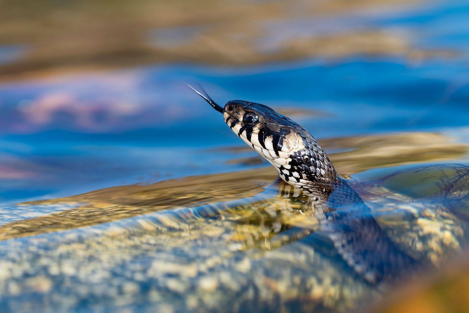 , Александр Абросимов