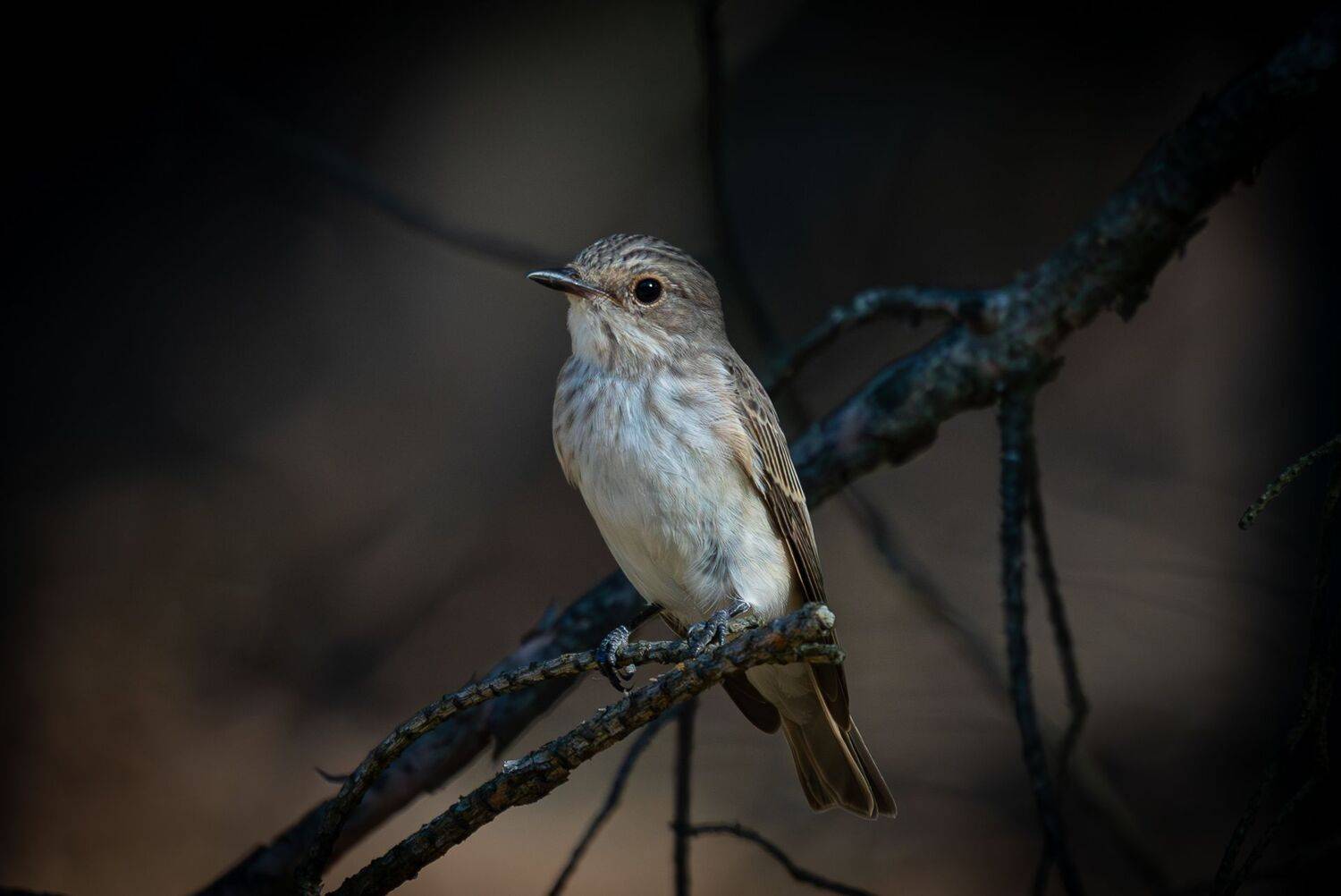 , Гильманов Артур