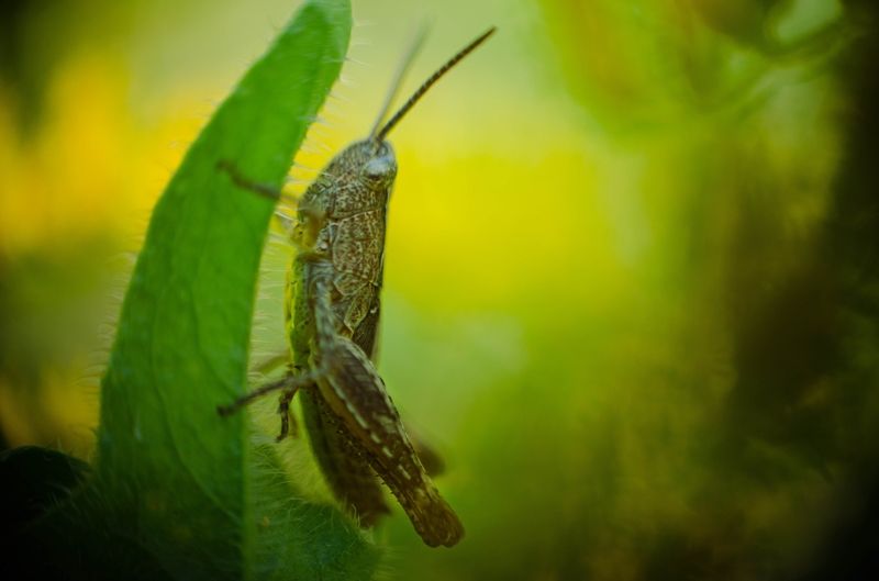 #кузнечик #насекомое #макро В мире зелени фото превью