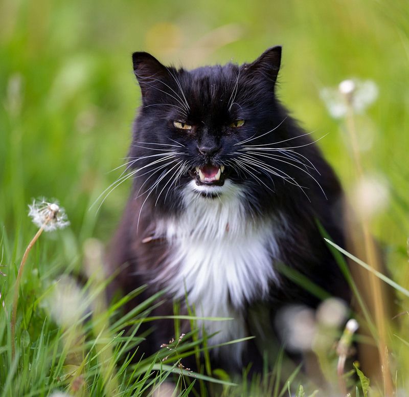 кот, красавец,цветы, лето, поляна, cat, beautiful, flowers, nature Кот Баюн фото превью
