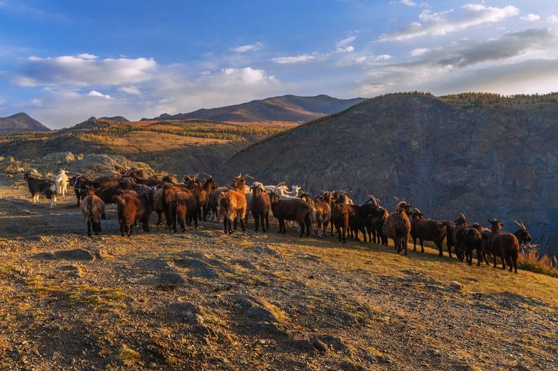 алтай,перевал,кату-ярык *** фото превью