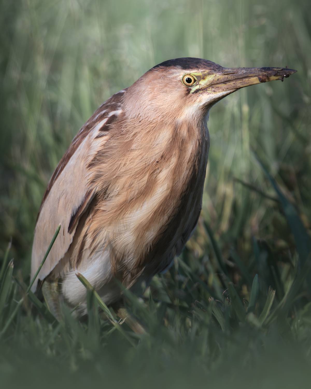 , Поляков Михаил