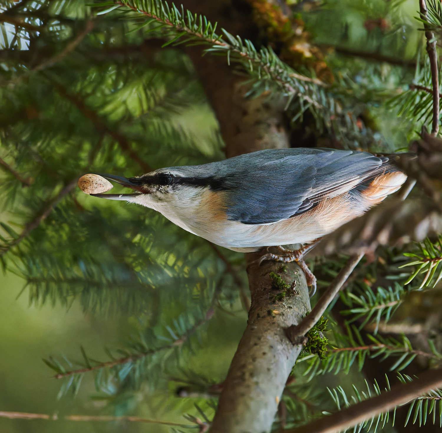поползень, на, ветке, орешек, в, клюве, Mikhail Khmelevskiy