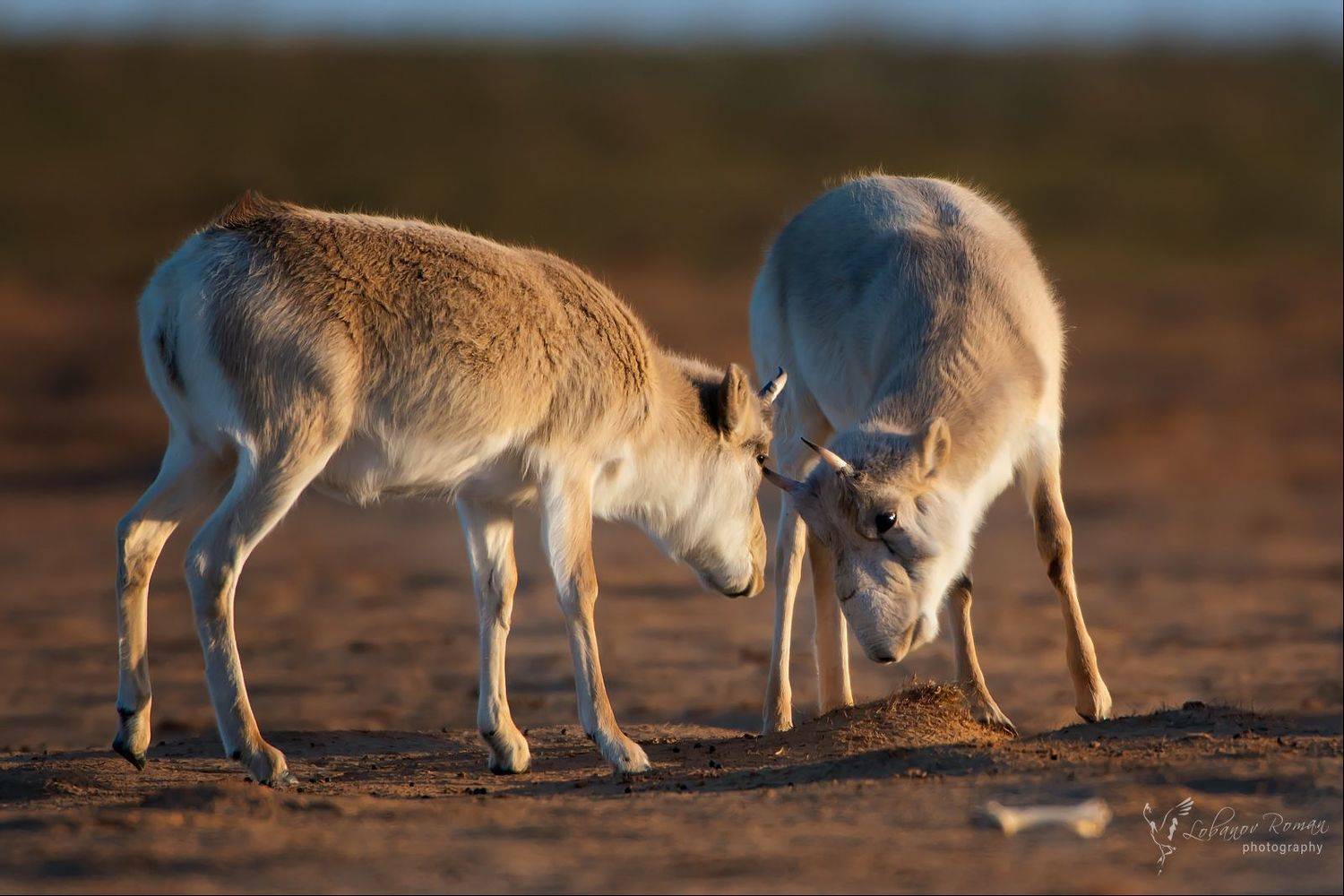 Сайгак Степной Лобанов, Лобанов Роман