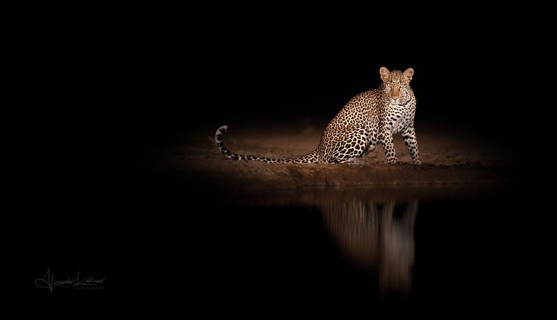 Night Hunter... фото превью