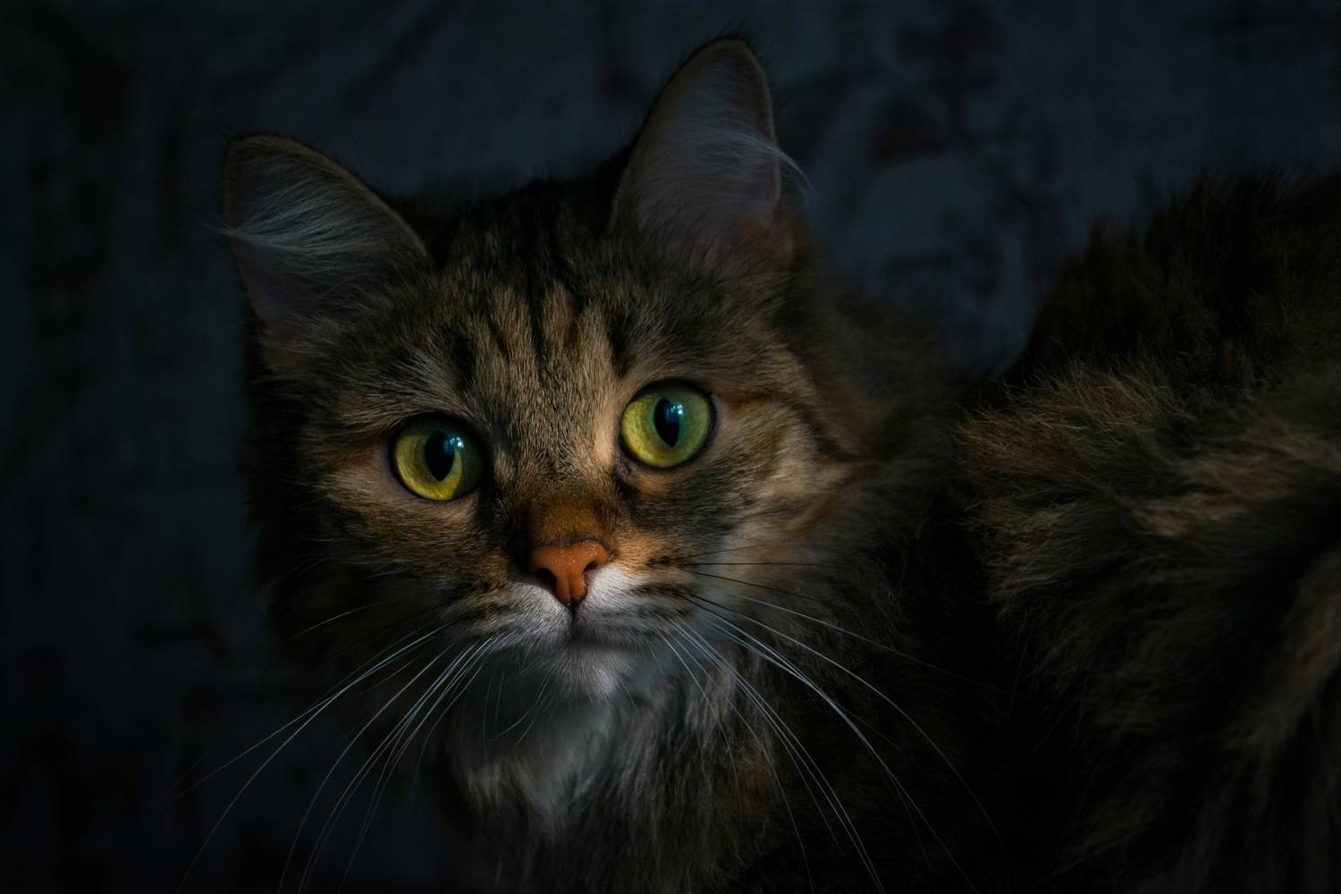 , Екатерина Назарова