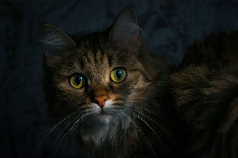 В тени фото превью