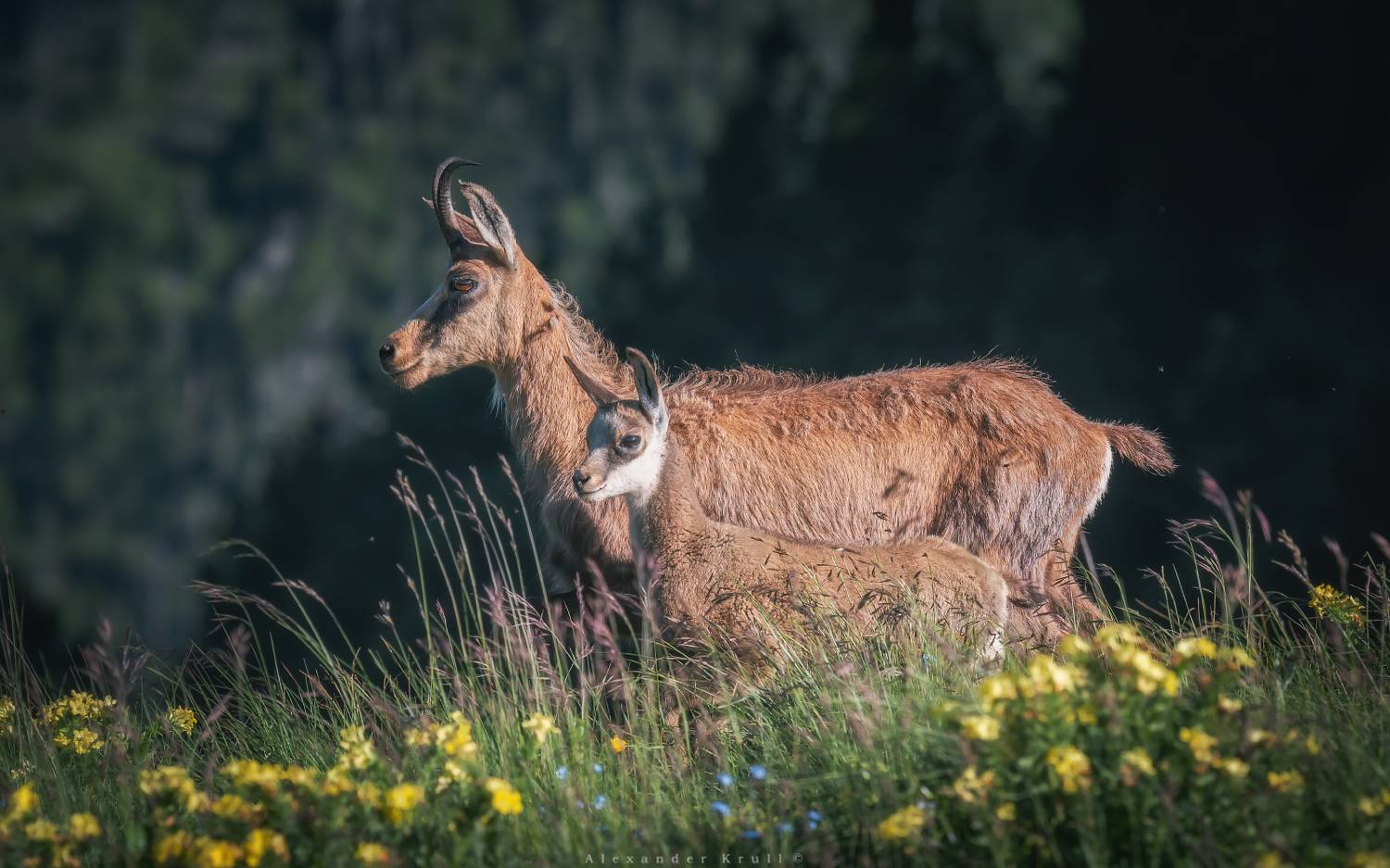 серна, Круль Александр
