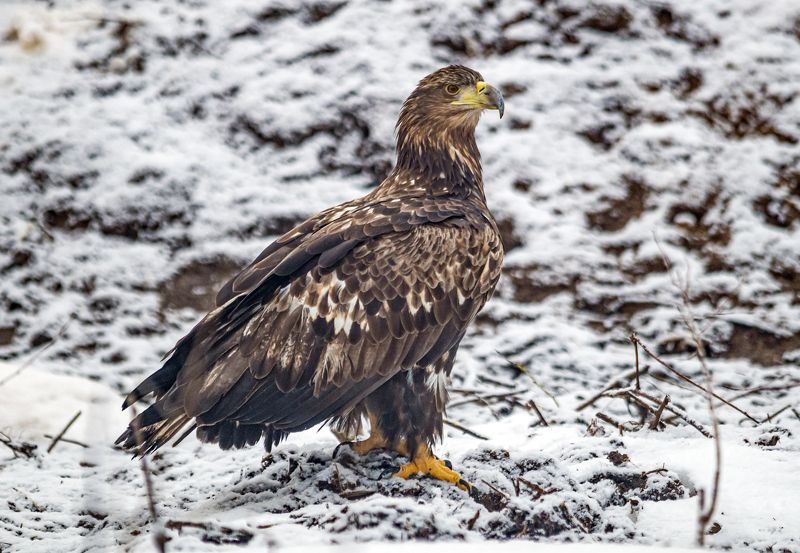 беларусь, красный бор, зима, птицы, орлан-белохвост Орлан-белохвост фото превью