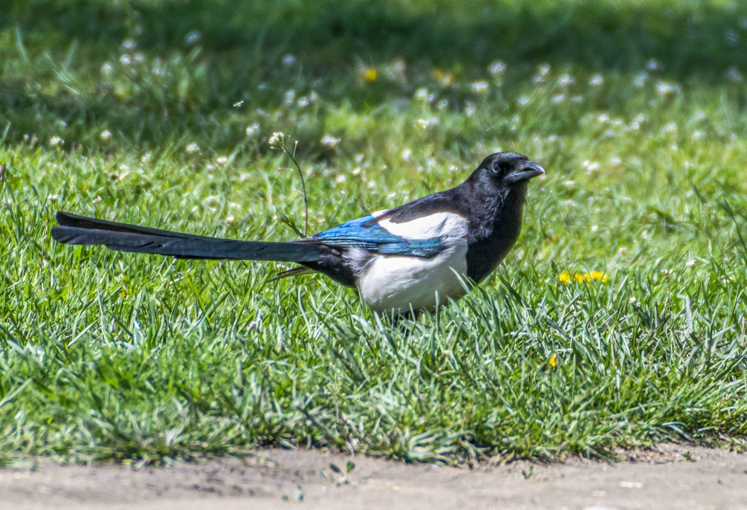 кисловодск, птицы, сорока, Савчук Сергей