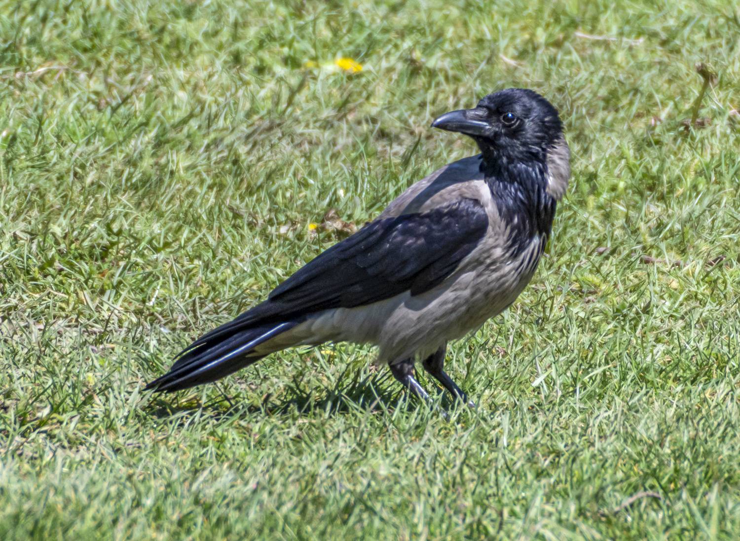 кисловодск, весна, птицы, серая ворона, Савчук Сергей
