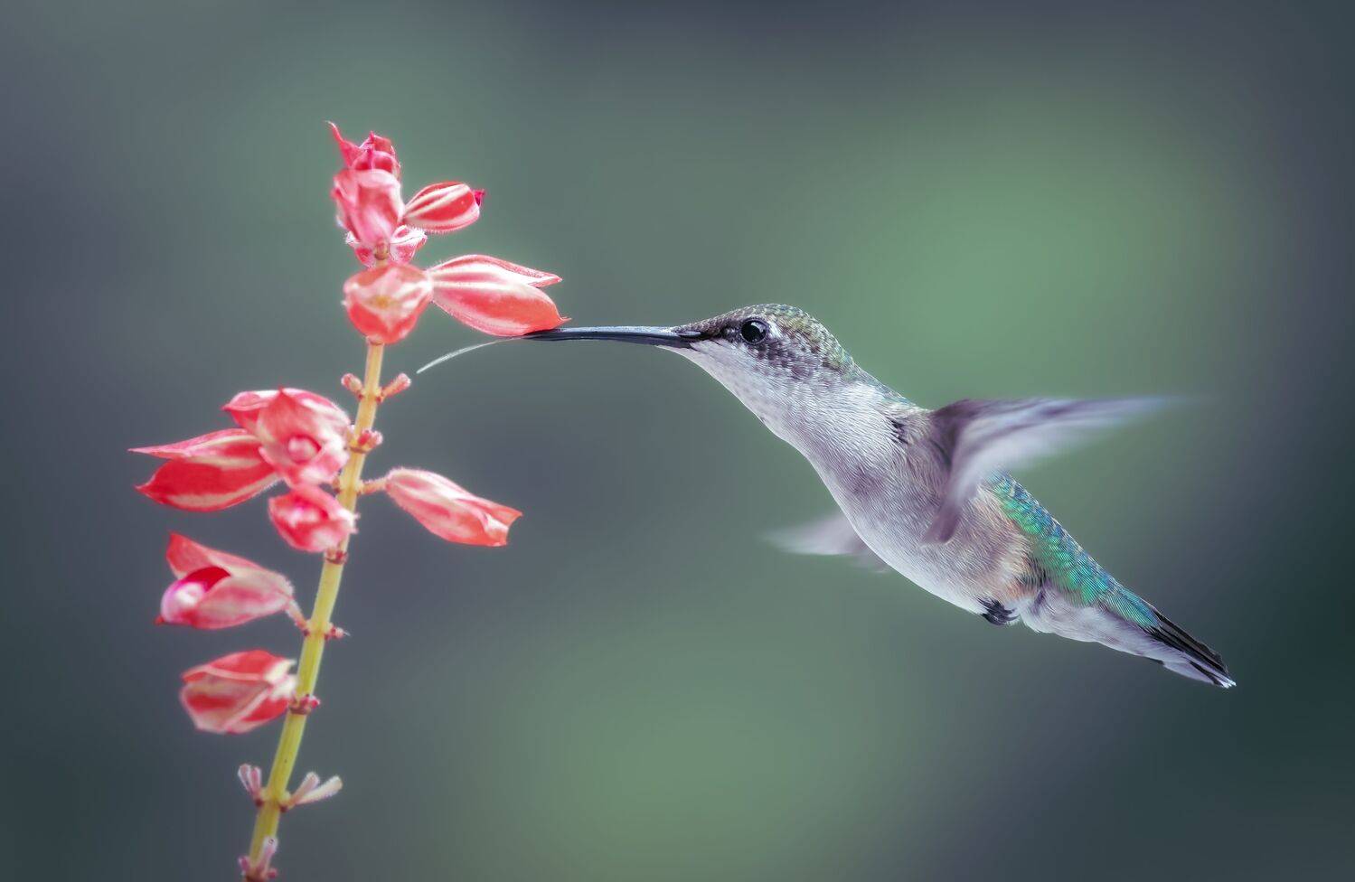 bird, humming, hummingbird, hummingbirds, hummer, rufous, nature, animals, wild, action, dynamic, Atul Saluja