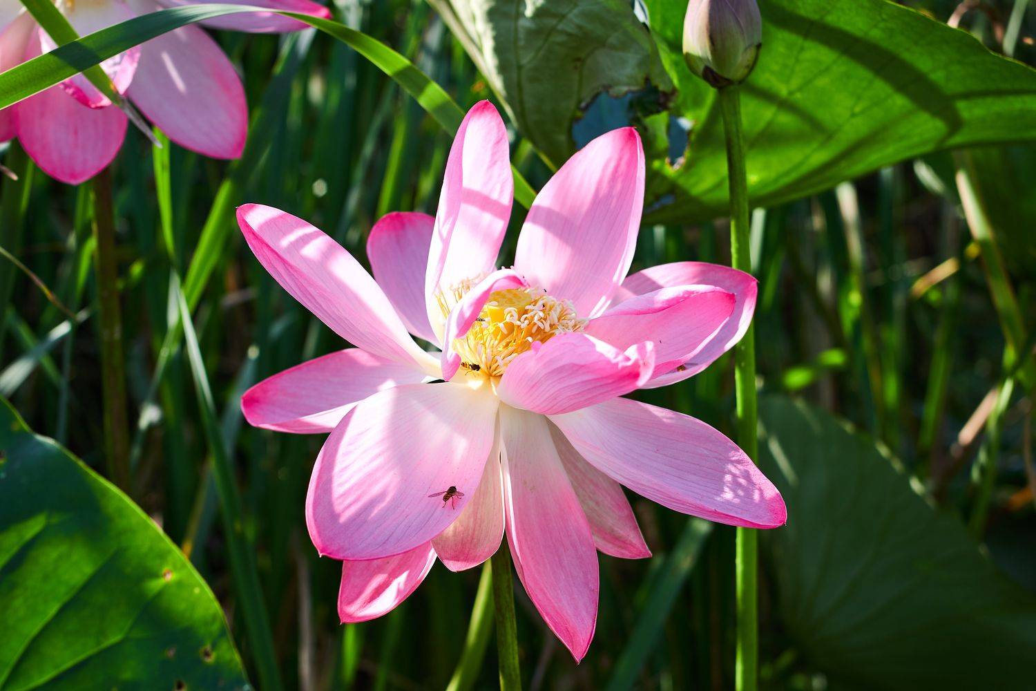 Nelumbo nuc&iacute;fera, flower, volgograd, russia, , Сторчилов Павел