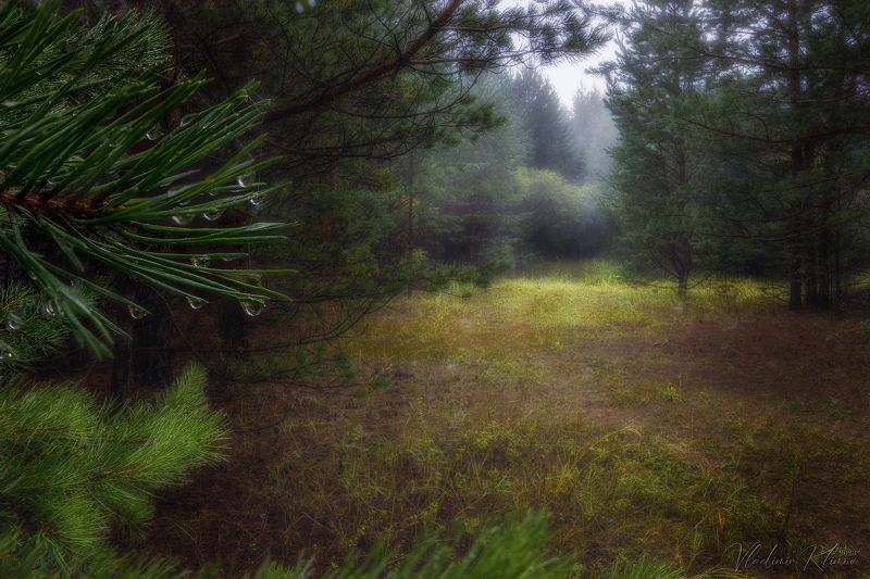 Мокрое утро августа... фото превью