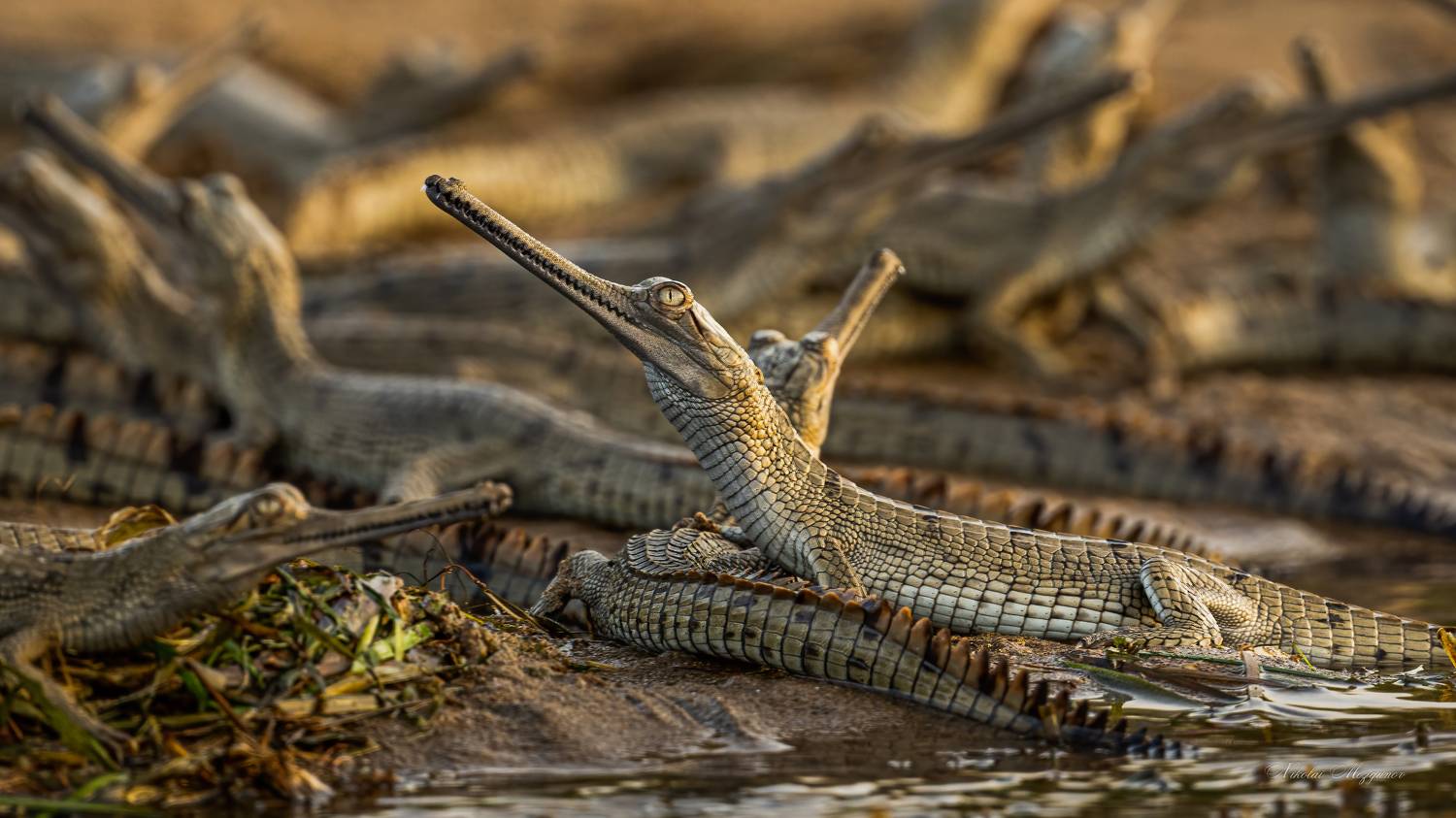 , Николай Мозгунов