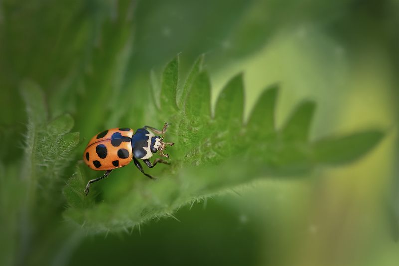 макро, божья коровка, макрофотография, ladybug, macro Однажды в лесу.. фото превью