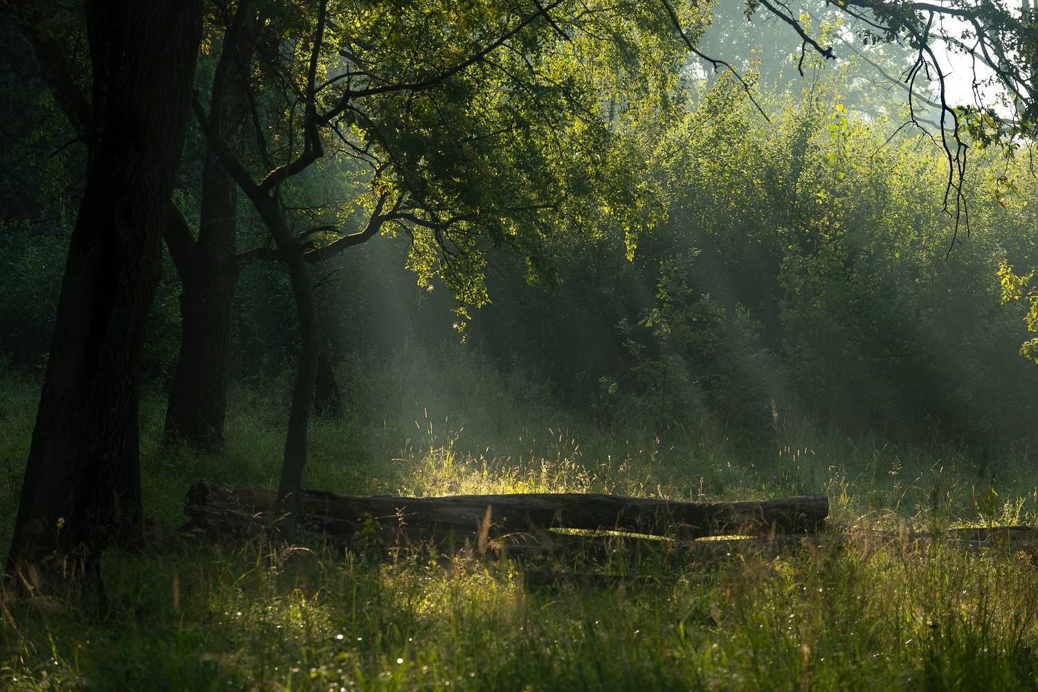 , Стрельцов Виталий