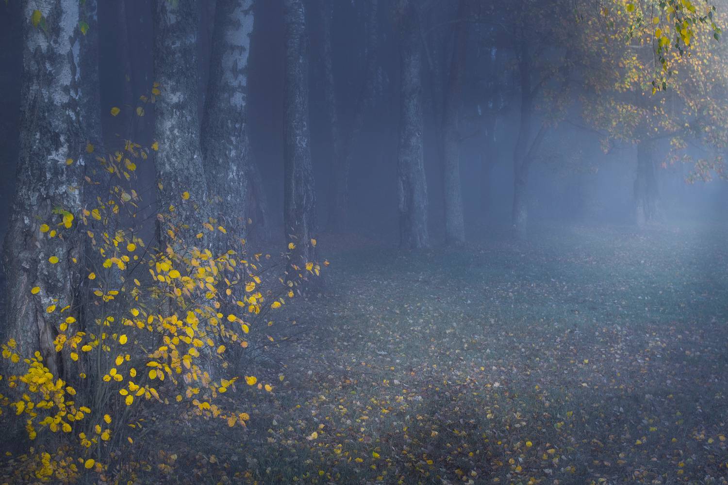 , Игорь Денисов