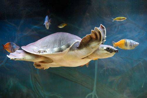 Свинорылая черепаха (лат. Carettochelys insculpta).