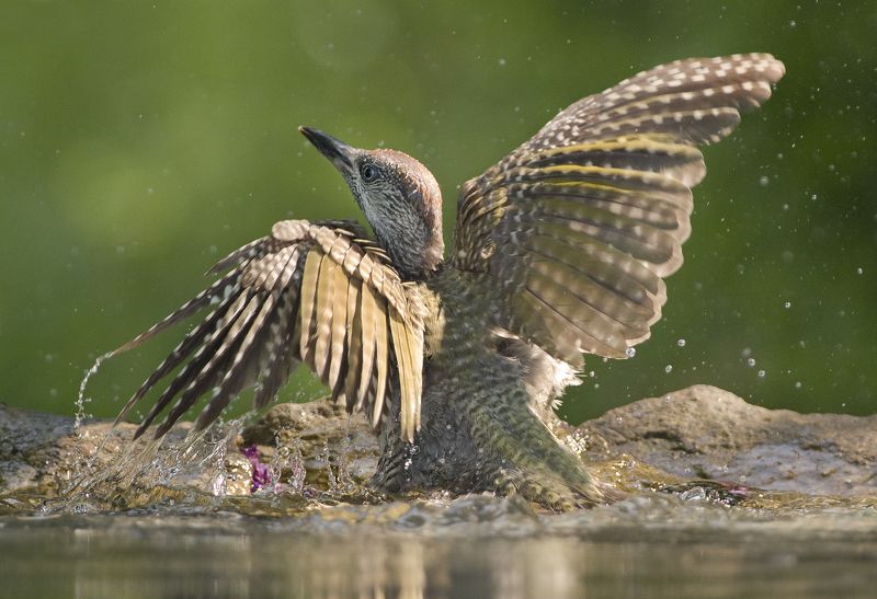 Mолодой зеленый дятел фото превью