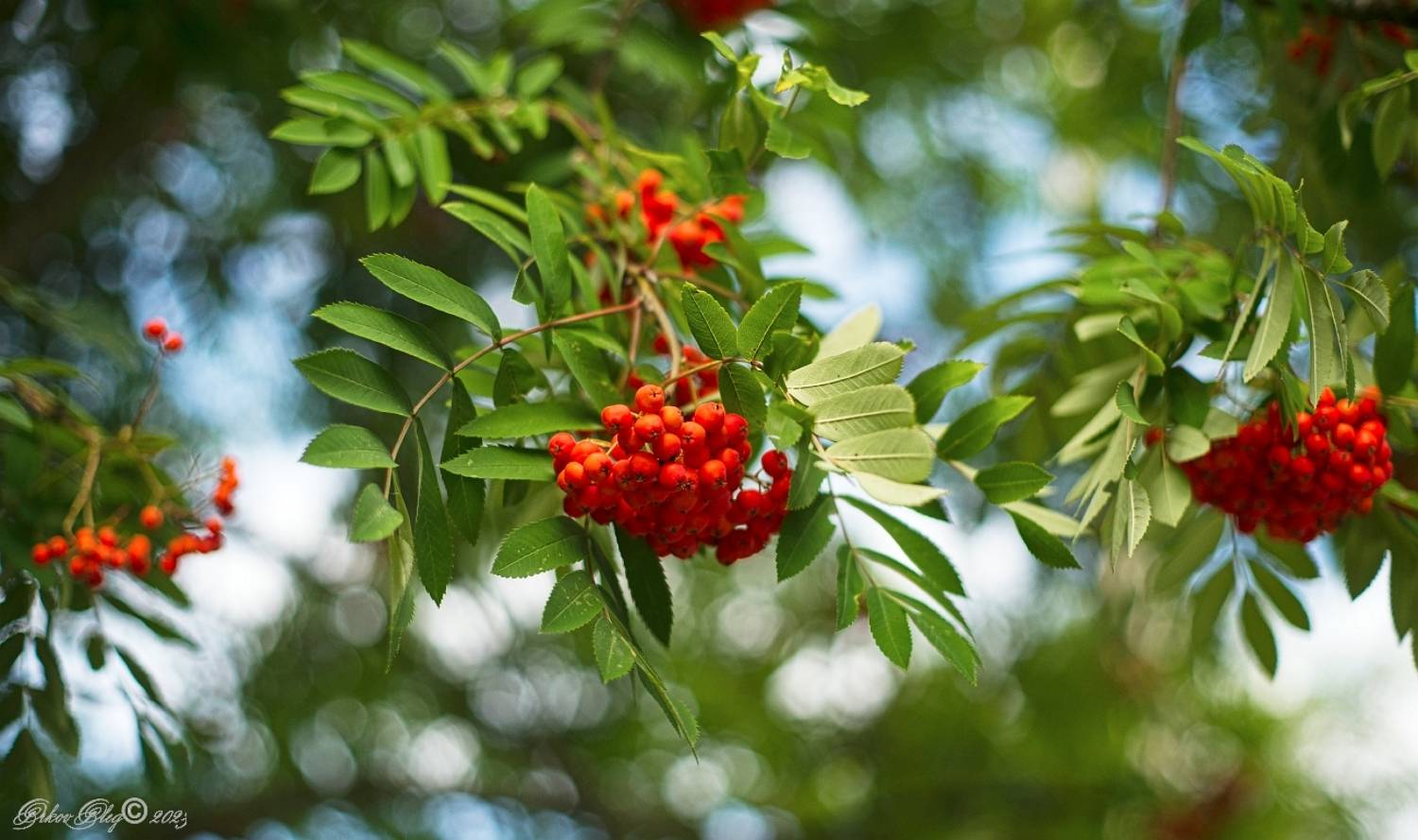 , Орлов Олег