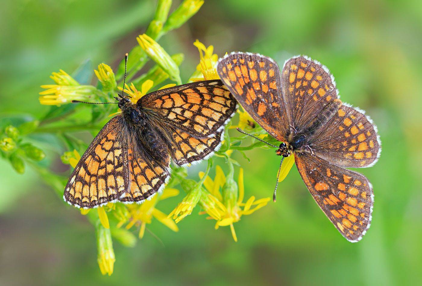 насекомые, бабочка, нимфалида, шашечница, июль, лето, Борис Новиков