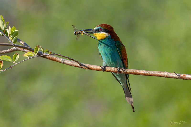щурка, птицы, пернатые Золотистая щурка фото превью