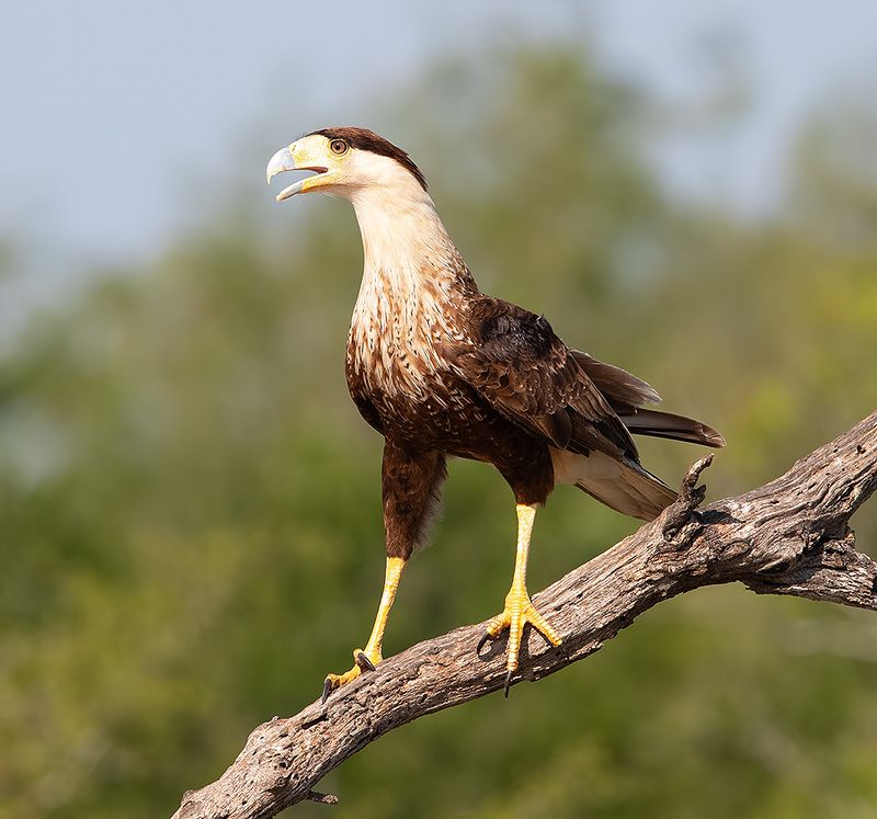 каракара, crested caracara, хищные птицы, техас Молодая Каракара - Crested Caracara фото превью