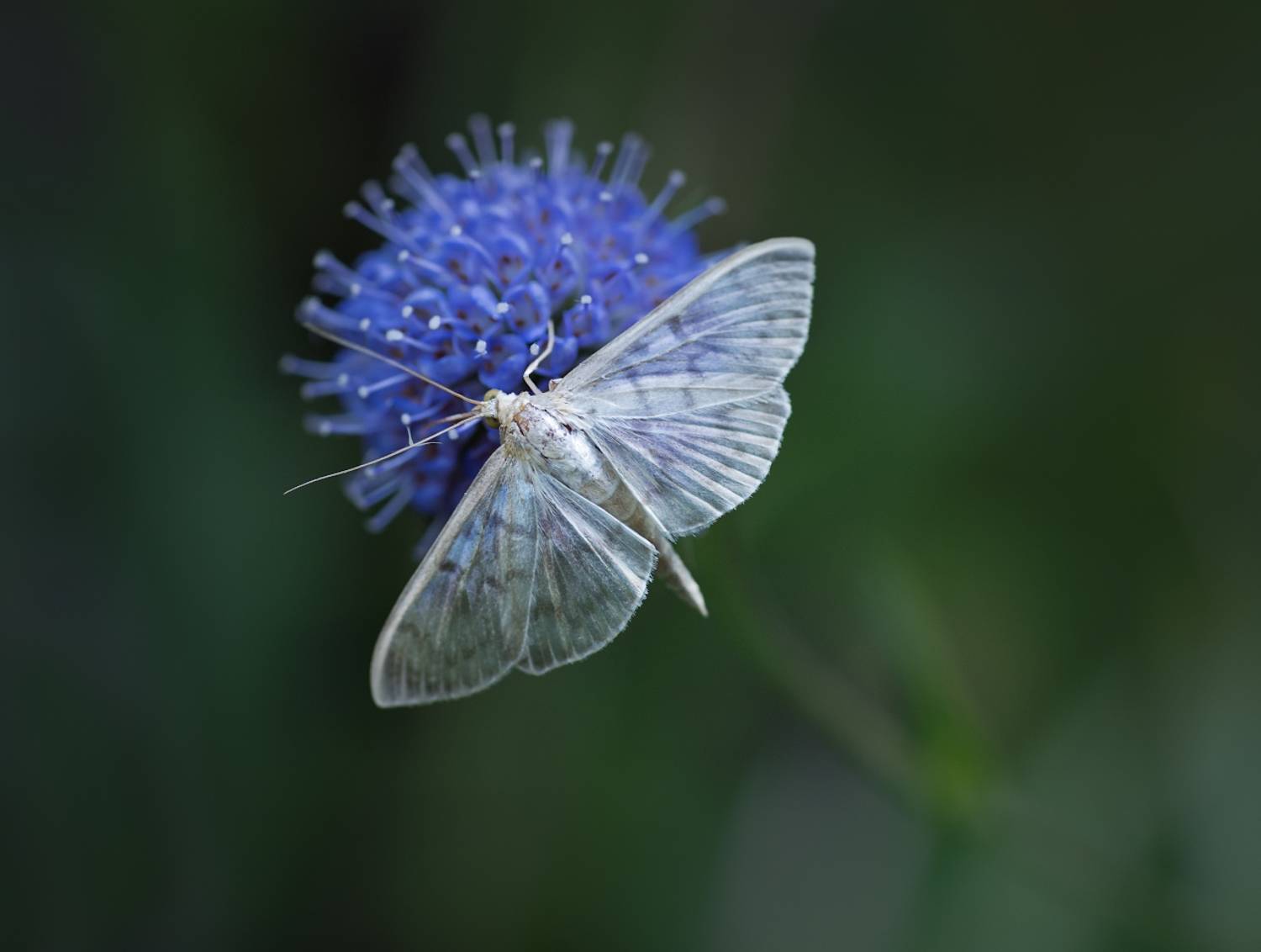, Александр Смолкин