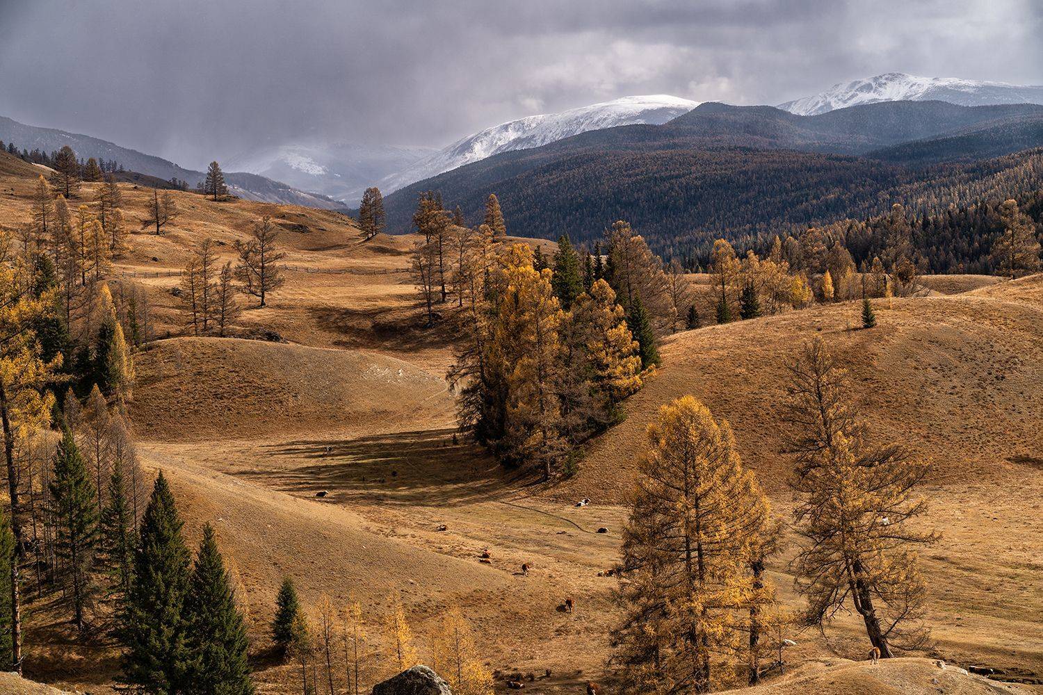 , Лариса Дука