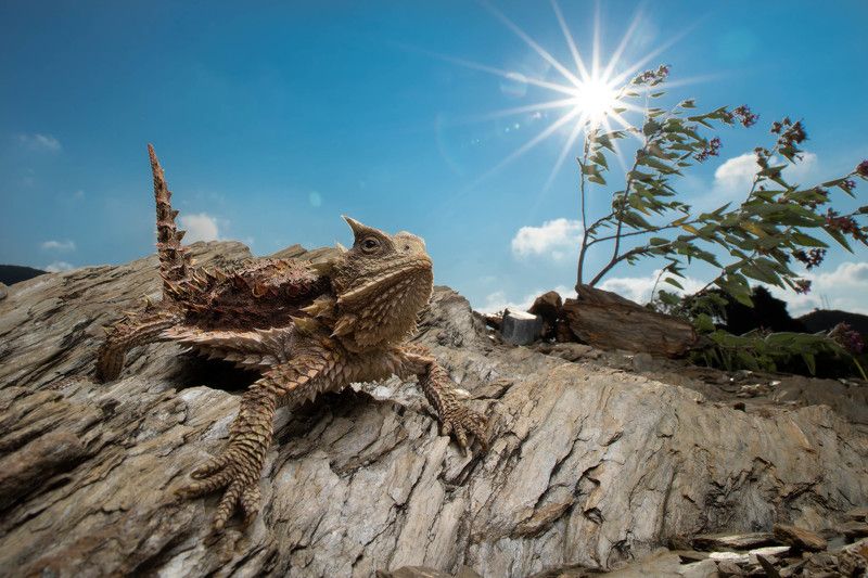 #lizard #hornedlizard in the rays of the sun фото превью