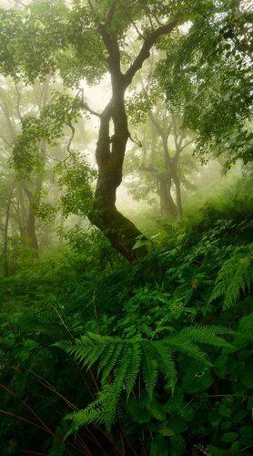 Утро в лесу.