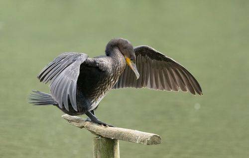 Cormorant