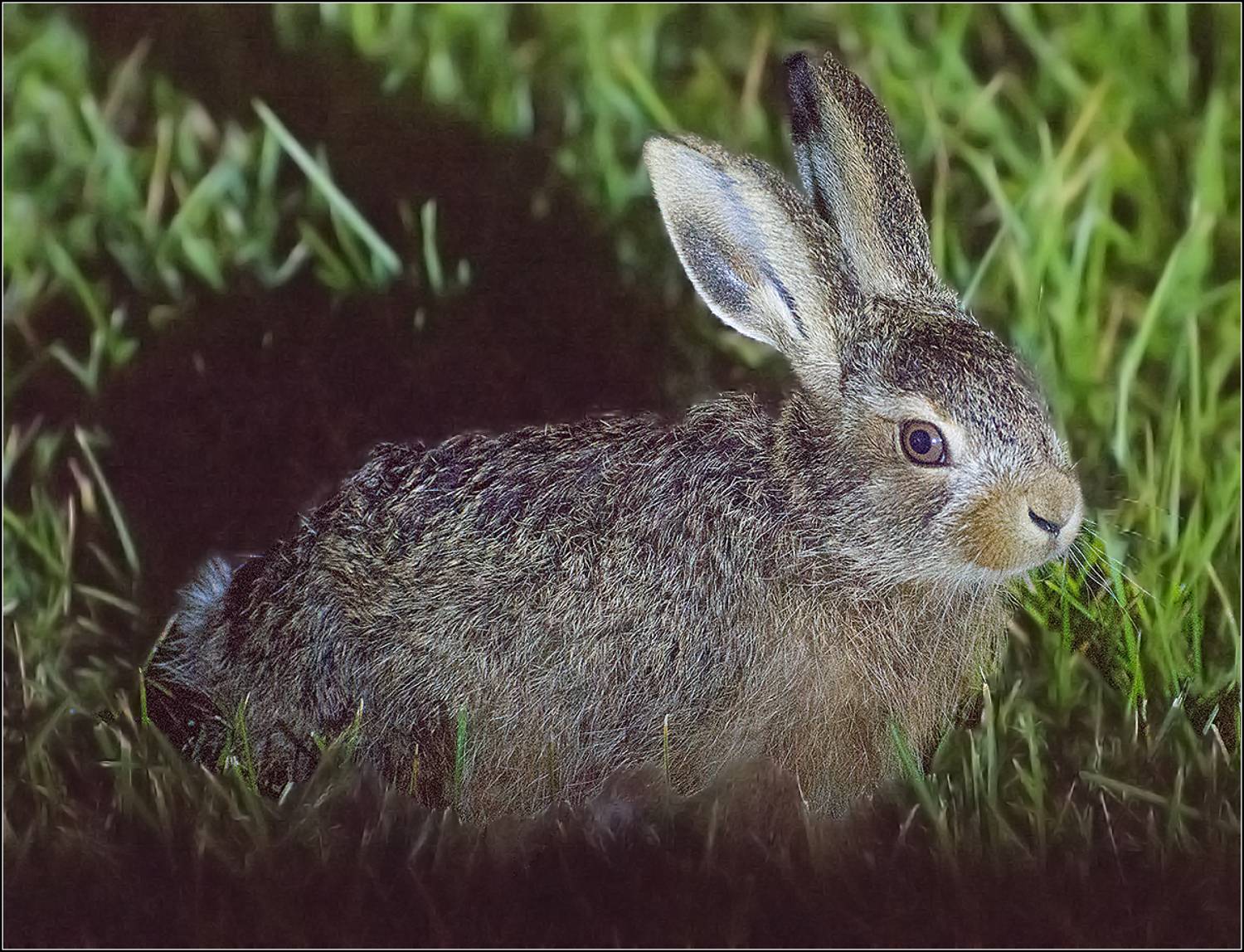 москва, парк, лето, АНАТОЛИЙ ДОВЫДЕНКО