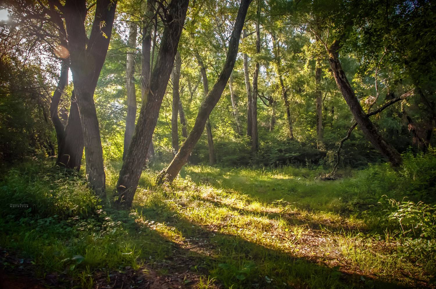 пейзаж, лес, утро, рассвет, лучи,  Мариночка