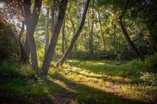 Утро в лесной чаще