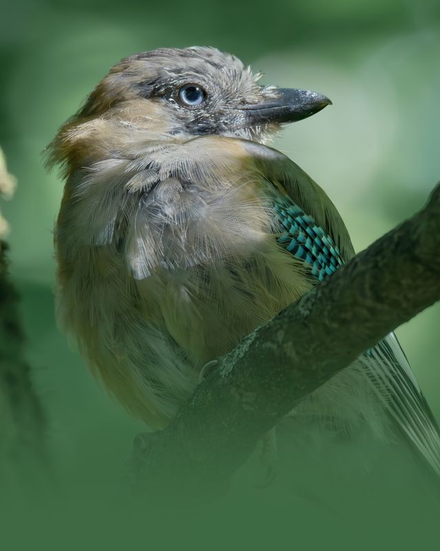Сойка обыкновенная, Garrulus glandarius, Август 2023 фото превью