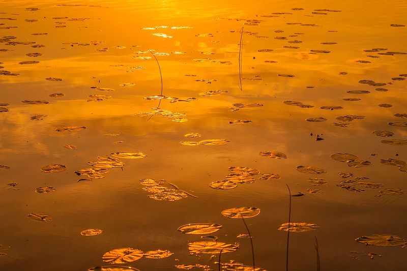 Золото уходящего дня фото превью