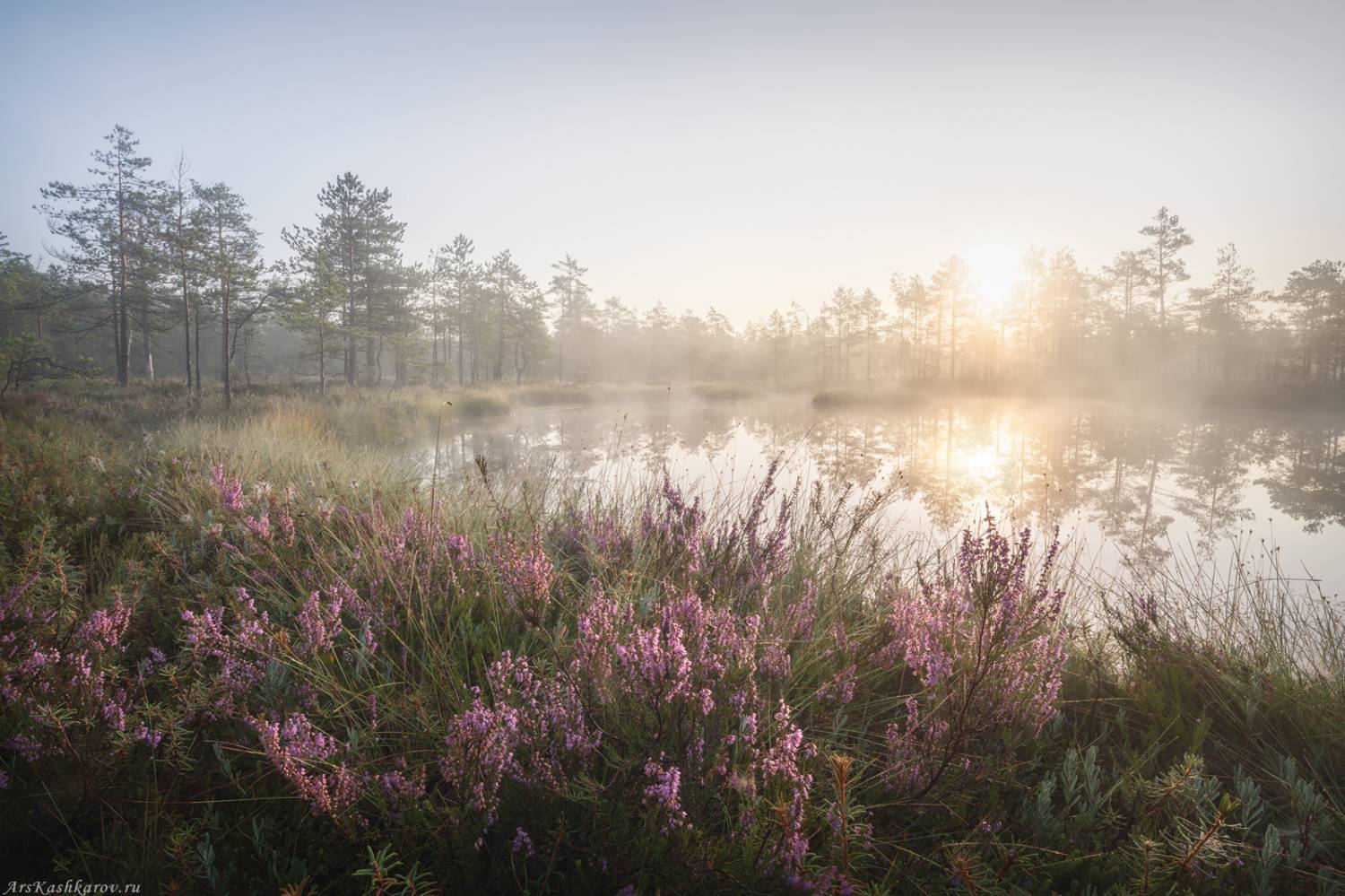 цветущее болото, вереск, ленобласть, ленинградская область, топь, болотные цветы, болотный туризм, тур на болото, Арсений Кашкаров